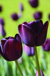 Tulpen Queen of the Night
